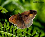 Meadow Brown 2